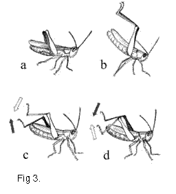 Fig3.gif (4275 bytes)