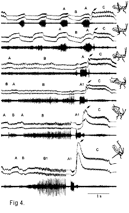 fig4.gif (9025 bytes)